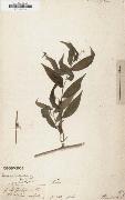 Panicum ruscifolium Alexander von Humboldt